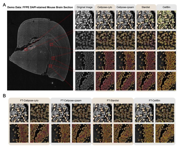 Figure 2. (A) Representative segmentation results from four pre-trained models (Cellpose-cyto, Cellpose